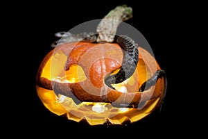 The two headed Japanese rat snake on black with Haloween pumpkin