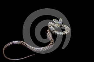 The two headed Japanese rat snake, Elaphe climacophora, on black