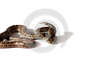 The two headed Japanese rat snake, Elaphe climacophora, on white