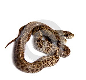 The two headed Japanese rat snake, Elaphe climacophora, on white