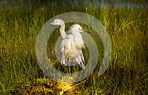 The Two Headed Snowy Egret