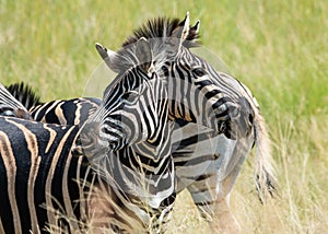 Two headed Zebra optical illusion