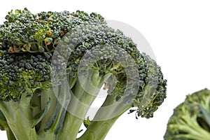 Two heads of broccoli on a white background