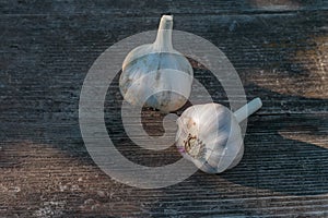 Two heads of garlic freshly dug out of earth on a wooden table