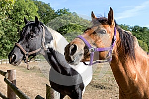 Two heads of horses photo