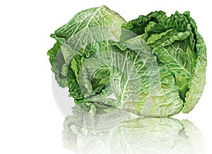Two heads savoy cabbage