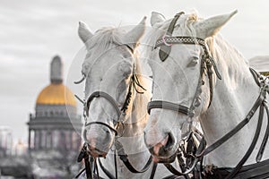 Two heads of white horses with a mane in a harness in Saint-Petersburg against the backdrop of St. Isaac`s Cathedral.