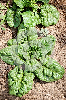 Two healthy spinach plants with puckered greens leaves grow in the garden, vertical orientation.