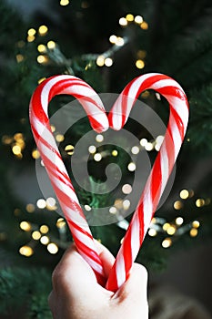 Two heart-shaped candycanes on a background of a Christmas tree