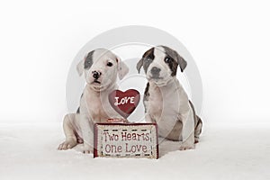 Two hearts one love puppies with valentines day message