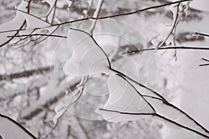 Two Hearts in the Snow