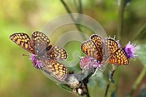 Two Heath Fritillary butterflies