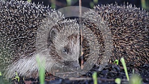 Two hedgehogs close-up are sitting on the ground