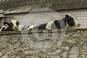 Two heifers, with yellow identification tags in their ears, what standing behind a stone wall.