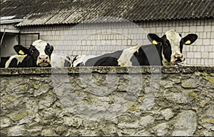 Two heifers, with yellow identification tags in their ears, what standing behind a stone wall.