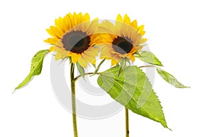 Two helianthus flowers