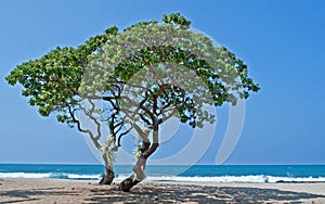 Two Heliotrope Trees on Tropical Beach