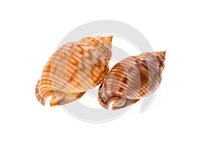 Two Helmet sea shells - Galeodea echinophora. Empty house of sea photo