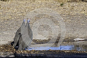 Two Helmeted Guinea Fowl near water in South Africa