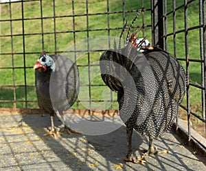 two Helmeted guineafowl birds