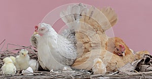 Two hen are foraging with a number of chicks on a bush.