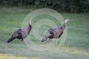 Two Hen Turkeys in the grass