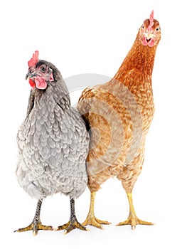 Two hens