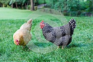 Two hens on a backyard farm