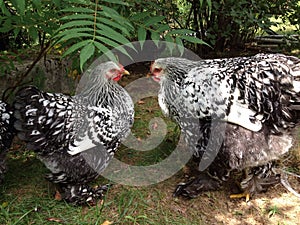 Two hens conversing