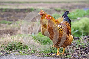 Two hens on a country roadside.