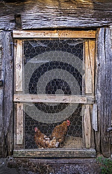 Two hens at the door of an old pen with a wire mesh door, in a rural scene