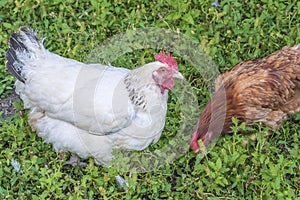 Two hens on the grass