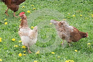 Two hens on green grass