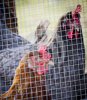 Two hens one brown one black with eyes peeking through a chicken coop on a farm in the Blue Ridge Mountains