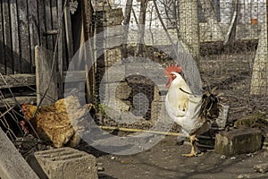 Two hens and one white  rooster