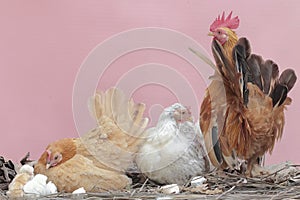 Two hens and a rooster are foraging with a number of chicks on a moss-covered ground.