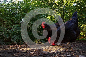 Two Hens Scratching in the Barnyard