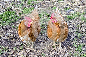 Two hens stand on the ground next to each other and look at each other