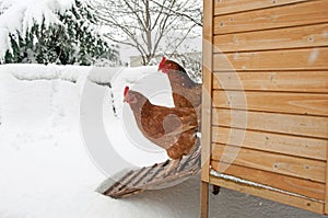 Two hens staring at the snow