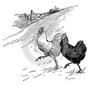 Two Hens, vintage illustration