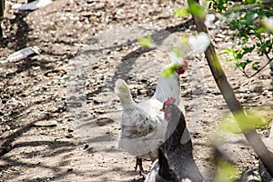 Two hens walking around the yard