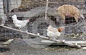 Two hens walking on a chicken ladder