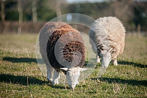 Two herdwick sheep grazing on the field