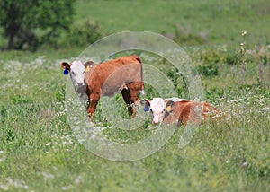 Two Hereford calves