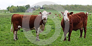 Two rust with white face cows in the pasture with other cows behind