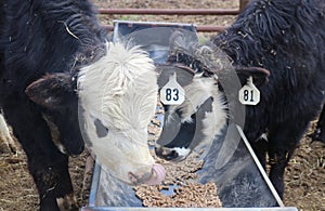 Two herford angus mixed yearlings eating out of a trough - one licking its nose photo
