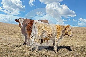 Two Herford steers out on prairie in early spring under pretty sky - Close-up and copy space photo