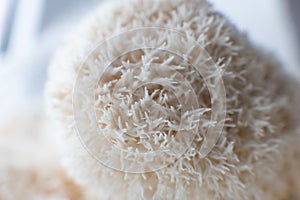 Two Hericium mushrooms also known as lion mane mushroom overlapping