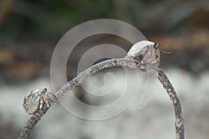 Two hermit crabs climbed on dry branch at the white sandy tropical beach