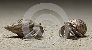 Two hermit crabs on sand
